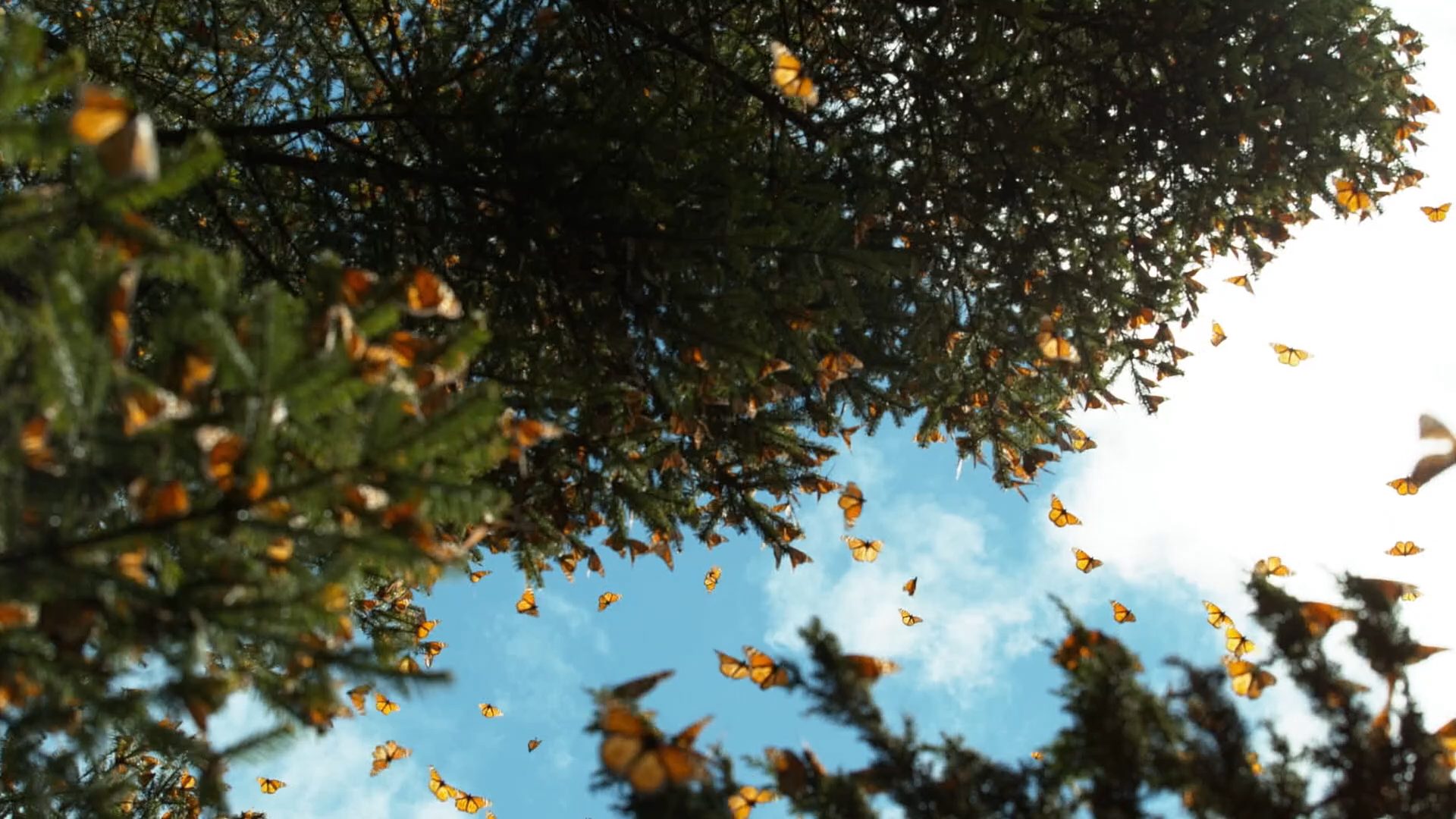 Still from Bugs that Rule the World